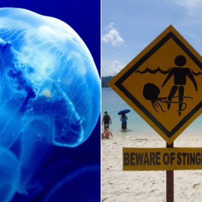 Obor-obor, si cantik peragut nyawa